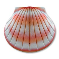 Shell Bio Urn Coral